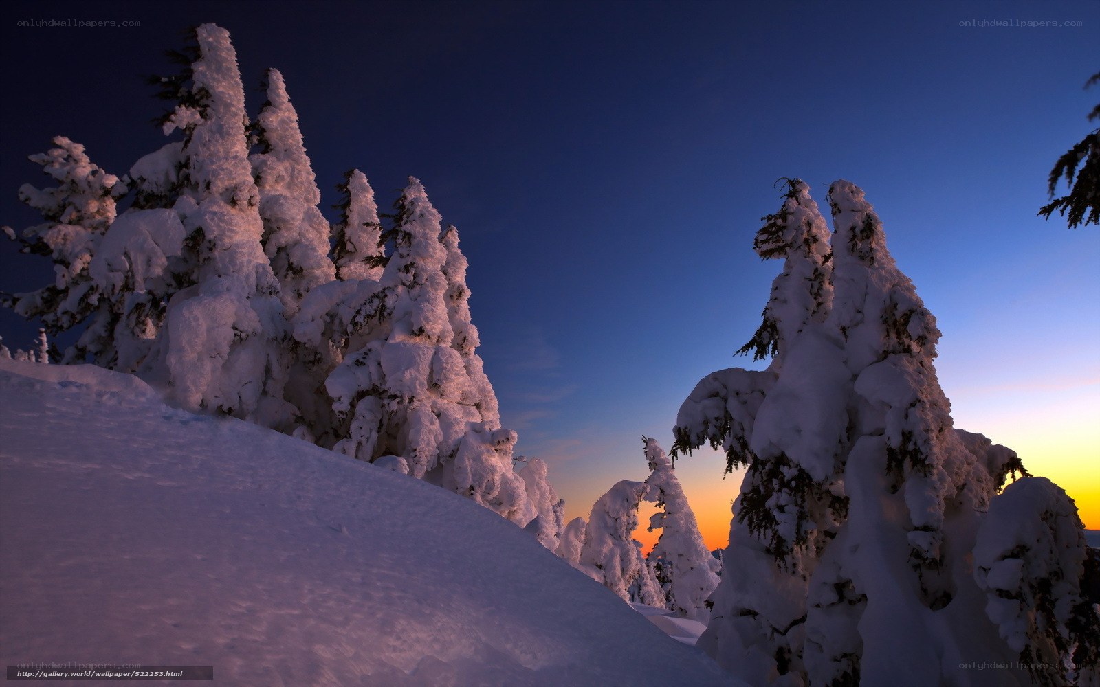 Snow-covered trees at sunset