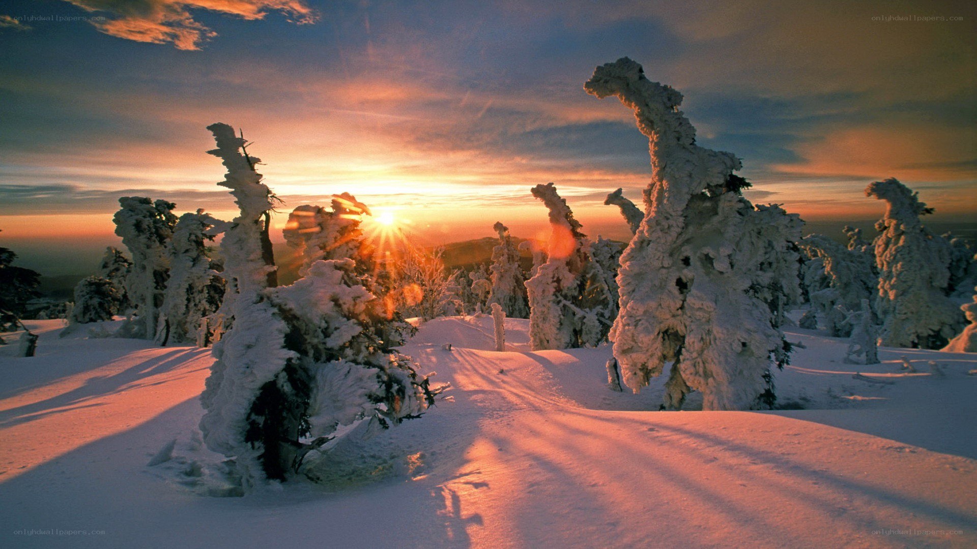 Snow-covered trees at sunset