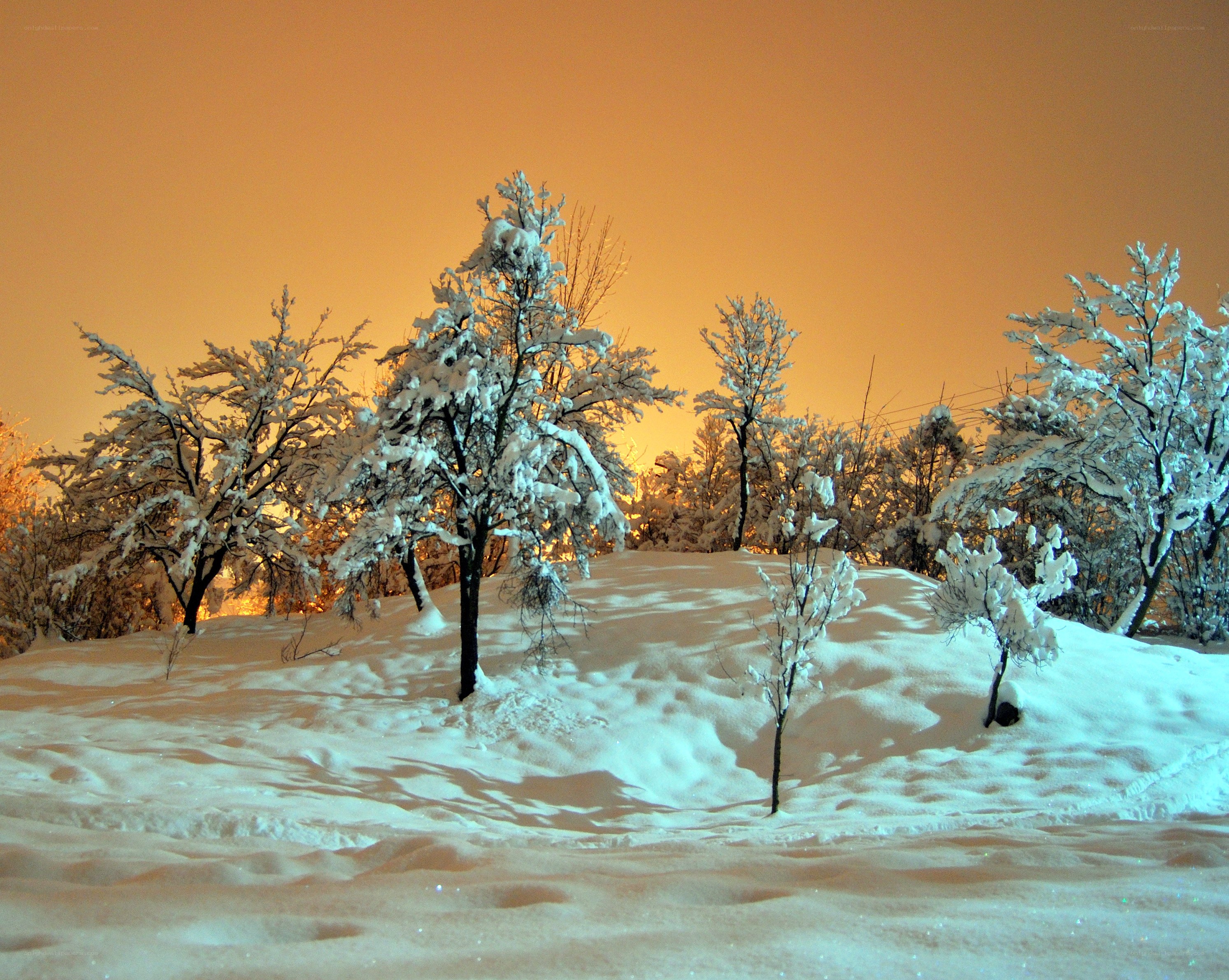 Snow-covered trees at sunset