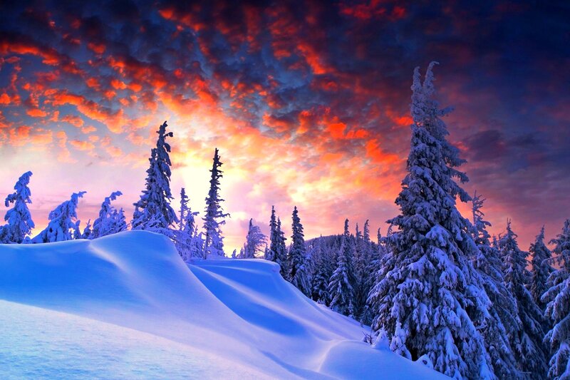 Snow-covered Trees at Sunset — Blue, Dramatic, Photograph, Sky, Snow