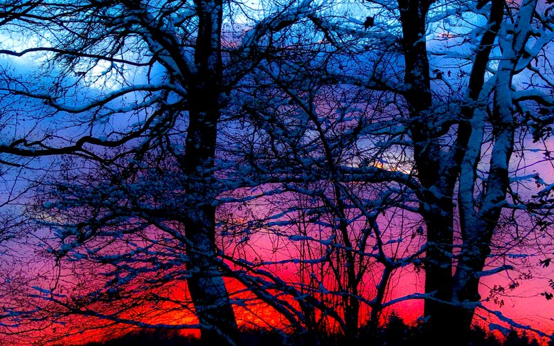 Snow-covered Trees at Sunset — Blue, Dramatic, Photograph, Sky