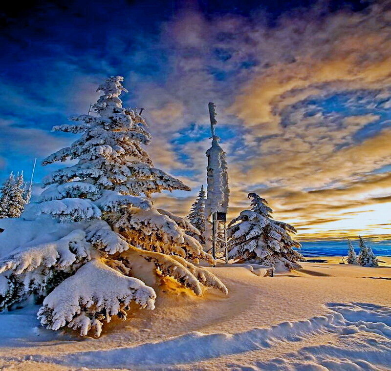Snow-covered Trees at Sunset — Blue, Dramatic, Photograph