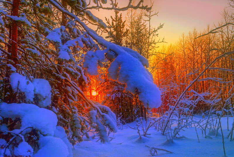 Snow-covered Trees at Sunset — Blue, Serene, Photograph, Forest