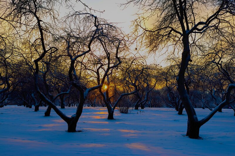 Snow-covered Trees at Sunset — Blue, Serene, Photograph, Snow