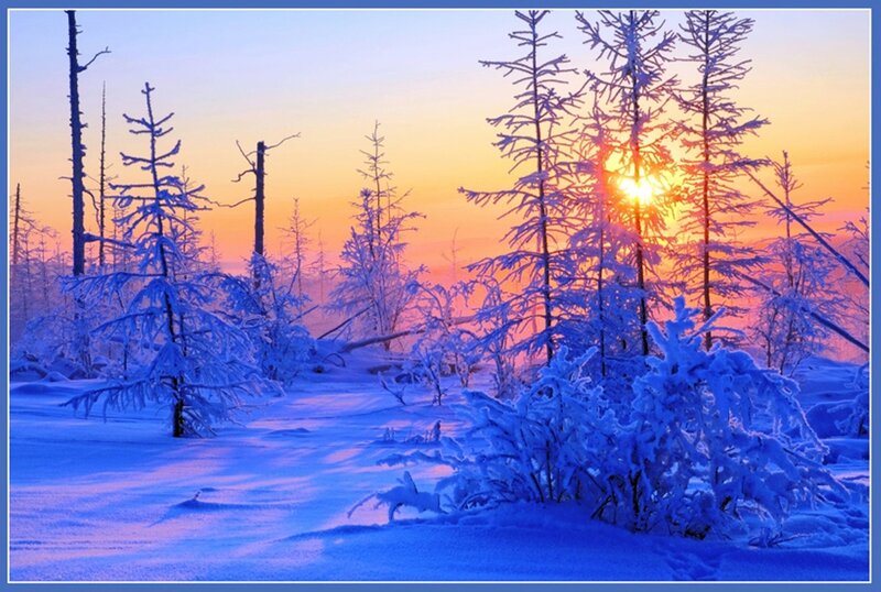 Snow-covered Trees at Sunset — Blue, Serene