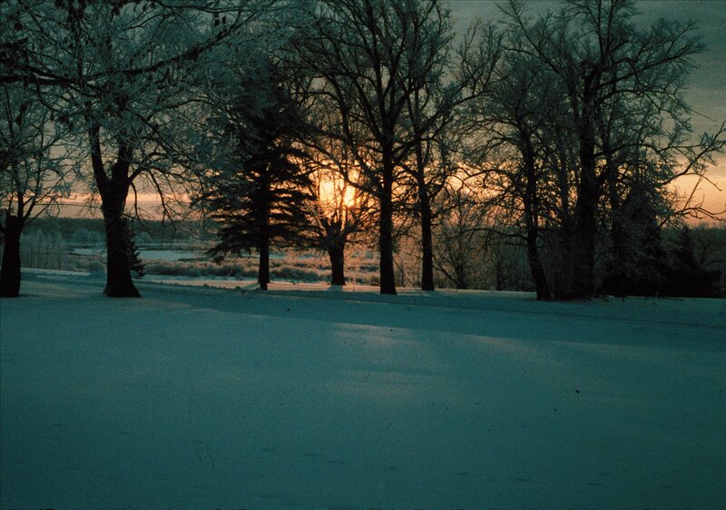 Snow-covered Trees at Sunset — Blue, Serene, Winter
