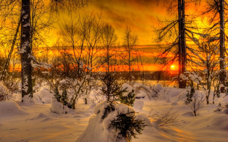 Snow-covered Trees at Sunset — Orange, Dramatic, Photograph, Snow