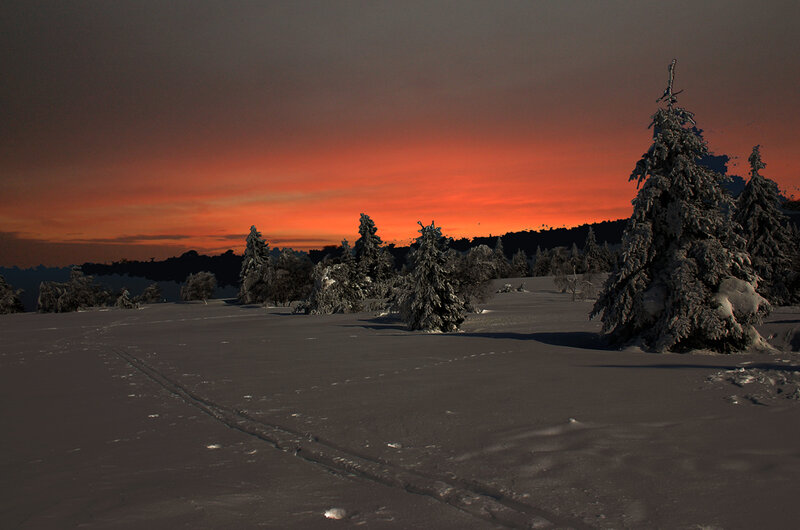 Snow-covered Trees at Sunset — Orange, Dramatic