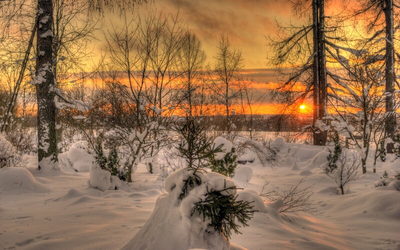 Snow-covered Trees at Sunset — Orange, Serene, Photograph, Snow, Sun, Sky