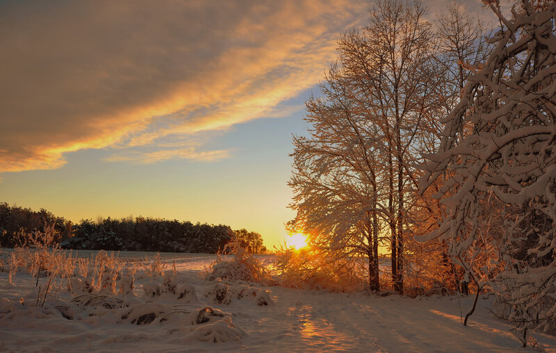 Snow-covered Trees at Sunset — Orange, Serene, Photograph, Snow