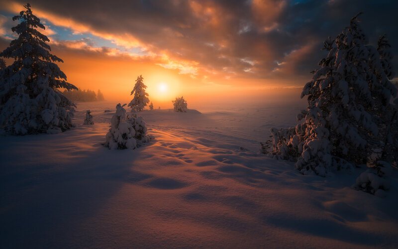 Snow-covered Trees at Sunset — Orange, Serene, Winter, Photograph, Snow, Sun