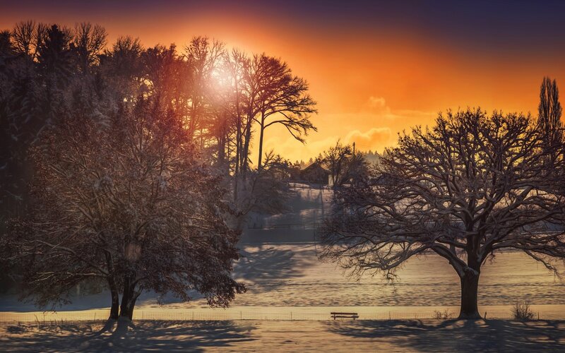 Snow-covered Trees at Sunset — Orange, Serene, Winter, Photograph