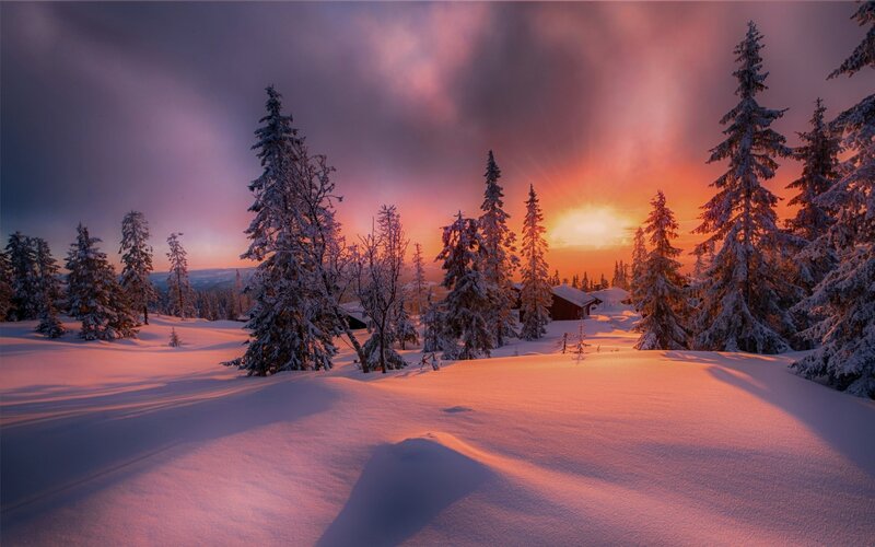 Snow-covered Trees at Sunset — Pink, Dramatic