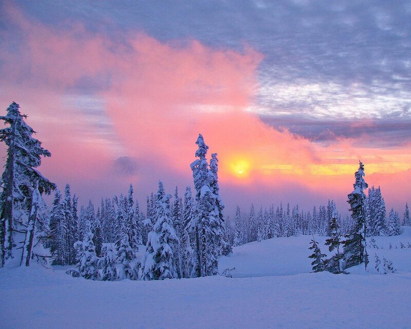 Snow-covered Trees at Sunset — Pink, Serene, Photograph, Sky, Sun