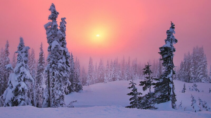 Snow-covered Trees at Sunset — Pink, Serene, Photograph, Snow, Sun, Orange