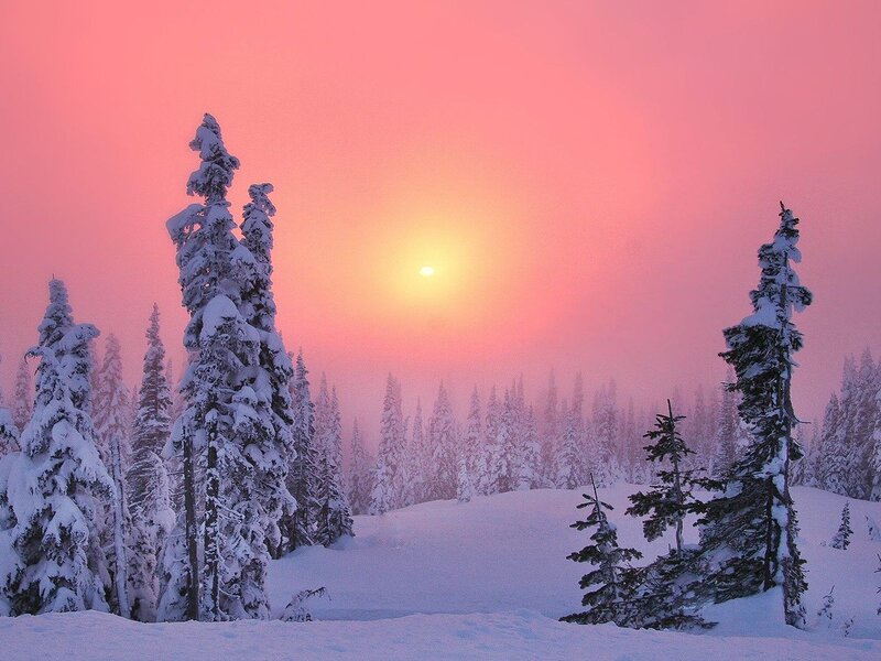 Snow-covered Trees at Sunset — Pink, Serene, Photograph, Sun