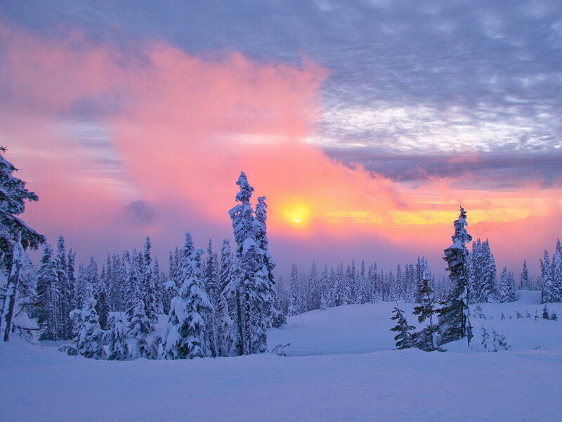 Snow-covered Trees at Sunset — Pink, Serene, Photograph