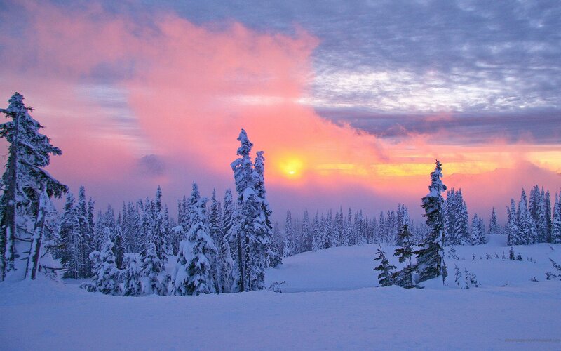 Snow-covered Trees at Sunset — Pink, Serene