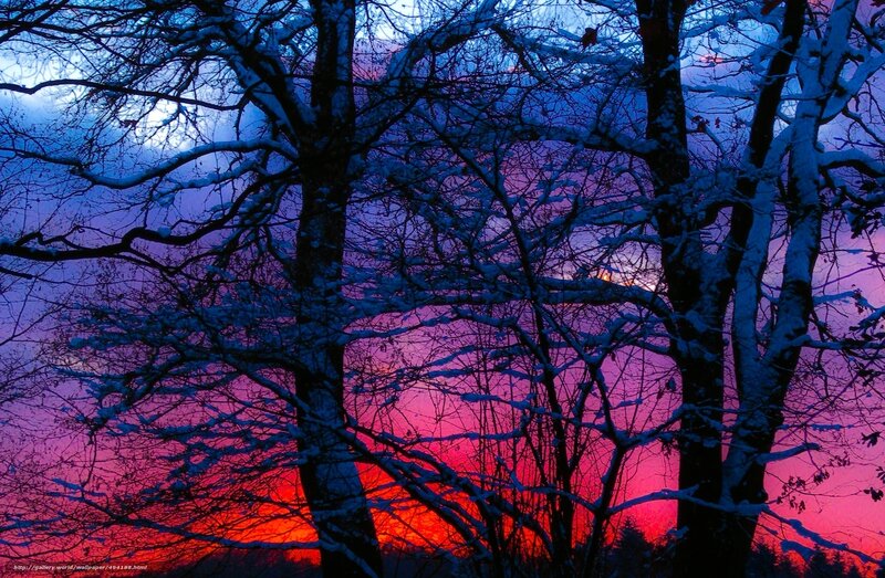 Snow-covered Trees at Sunset — Purple, Dramatic, Photograph, Sky, Snow