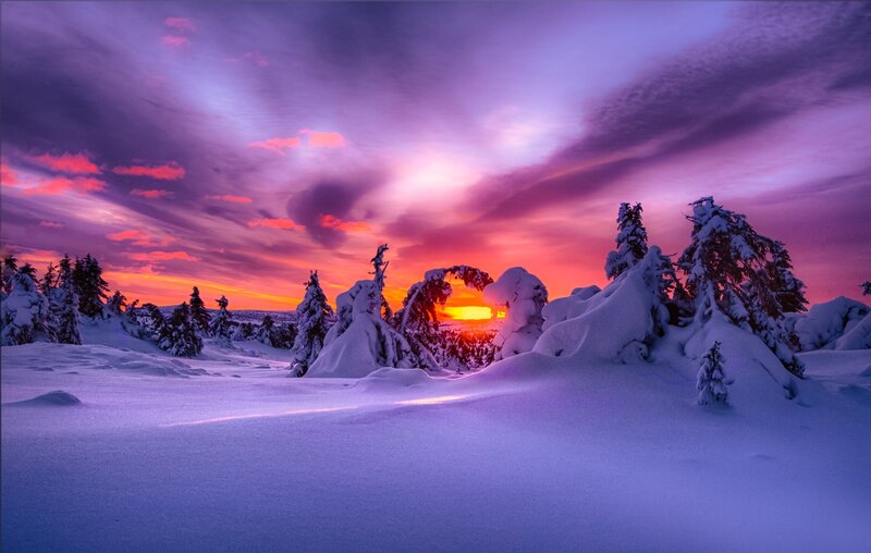 Snow-covered Trees at Sunset — Purple, Dramatic, Photograph, Sky