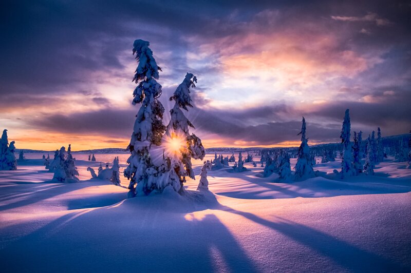 Snow-covered Trees at Sunset — Purple, Dramatic, Photograph, Snow, Sky