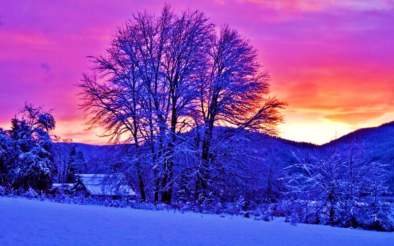 Snow-covered Trees at Sunset — Purple, Dramatic, Photograph
