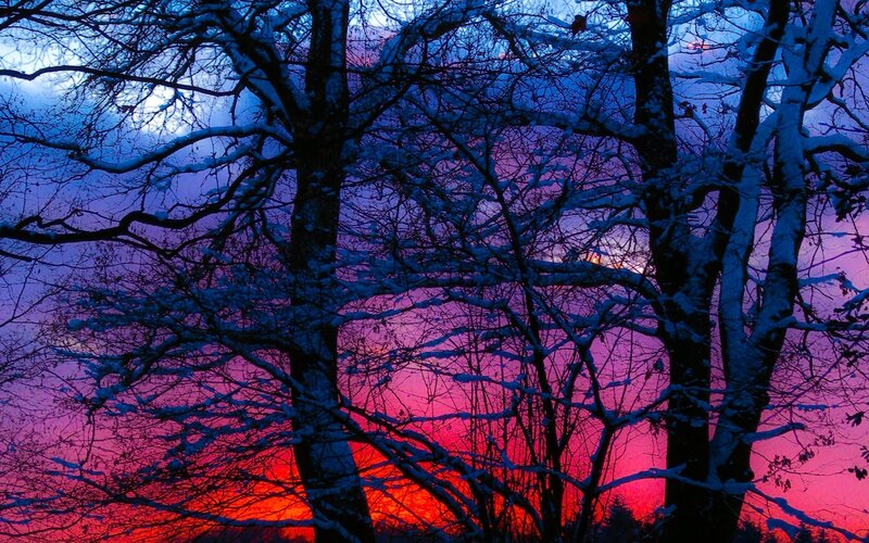 Snow-covered Trees at Sunset — Purple, Dramatic