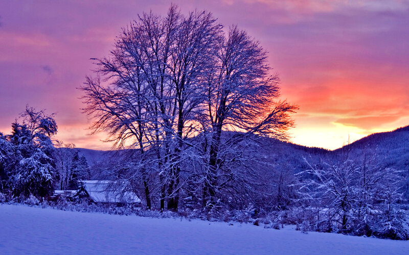 Snow-covered Trees at Sunset — Purple