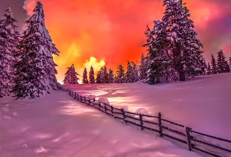 Snow-covered Trees at Sunset — Red, Dramatic, Photograph, Fence