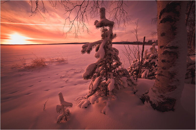 Snow-covered Trees at Sunset — Red, Dramatic, Photograph