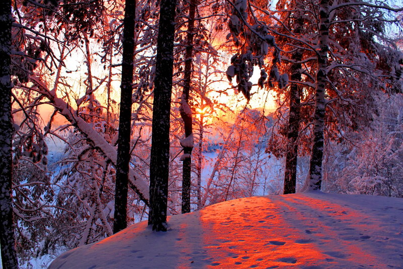Snow-covered Trees at Sunset — Red, Dramatic