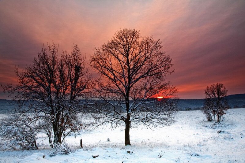Snow-covered Trees at Sunset — Red