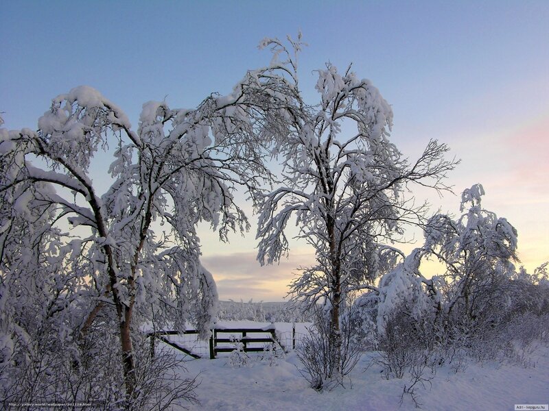 Snow-covered trees at sunset