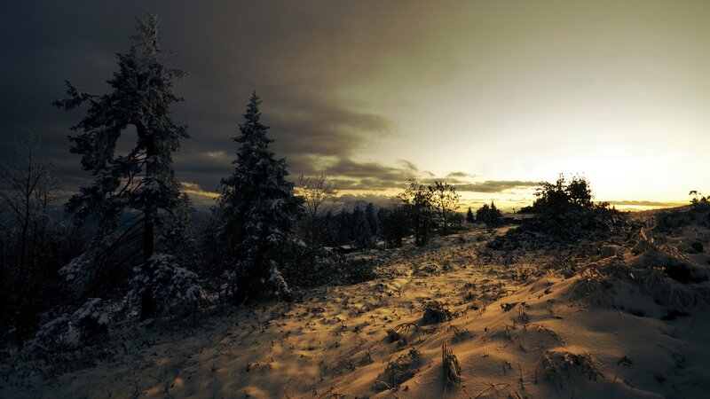 Snow-covered Trees at Sunset — White, Dramatic, Photograph