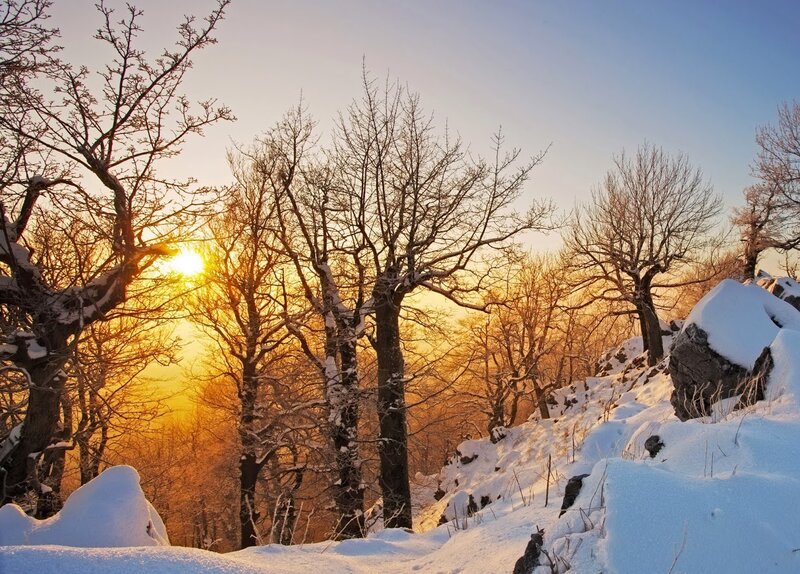 Snow-covered Trees at Sunset — White, Serene, Photograph, Snow, Sun, Rocks