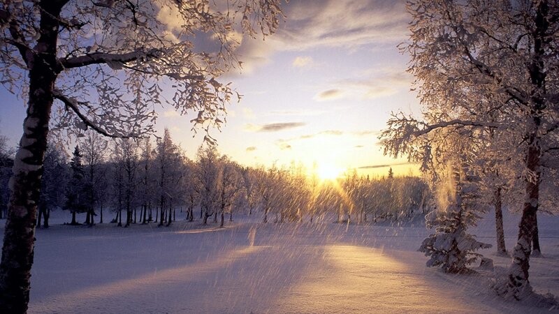 Snow-covered Trees at Sunset — White, Serene, Photograph, Snow, Sun, Sky, Yellow, Blue