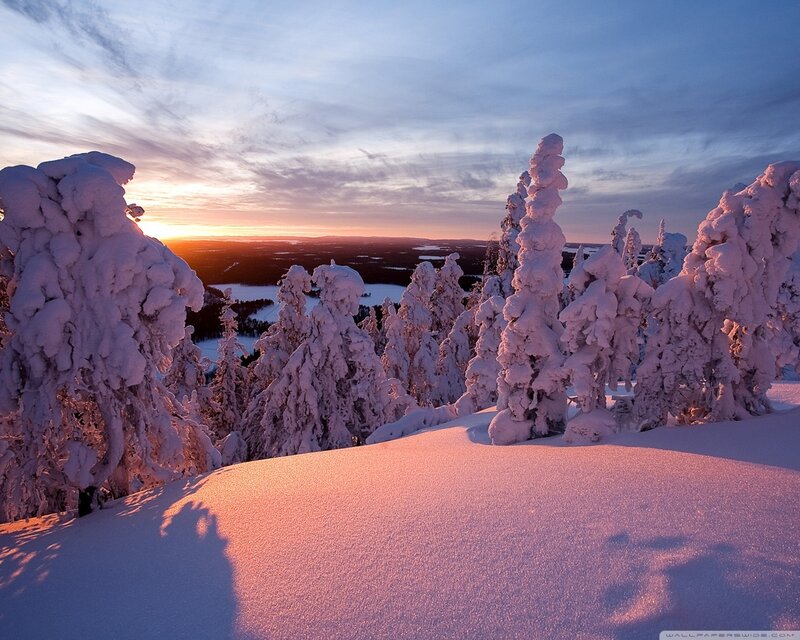Snow-covered Trees at Sunset — White, Serene, Photograph, Snow
