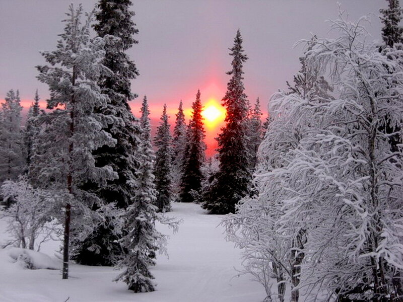 Snow-covered Trees at Sunset — White, Serene, Photograph, Sun