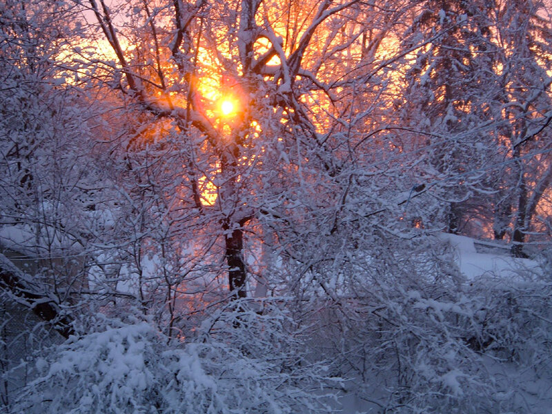 Snow-covered Trees at Sunset — White, Serene, Photograph