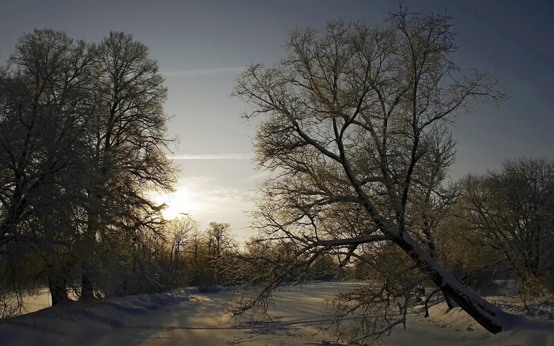 Snow-covered Trees at Sunset — White, Serene, Winter, Photograph, Snow, Sun