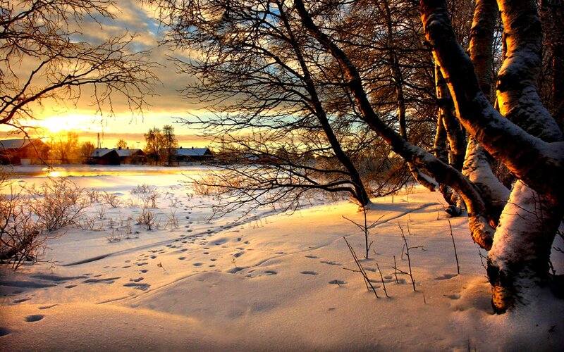 Snow-covered Trees at Sunset — White, Serene, Winter