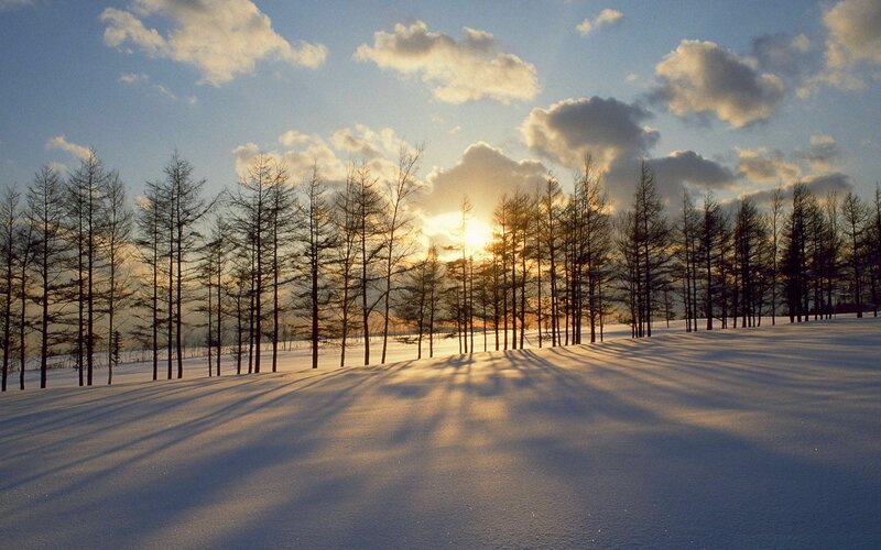 Snow-covered Trees at Sunset — White