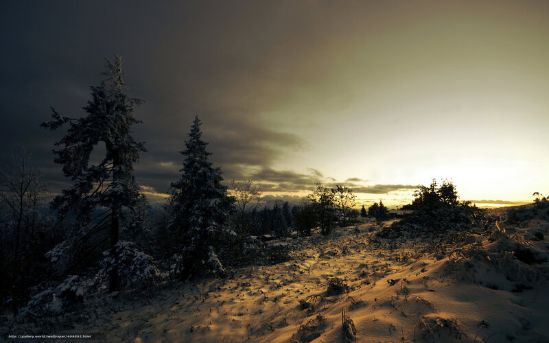 Snow-covered Trees at Sunset — Yellow, Dramatic