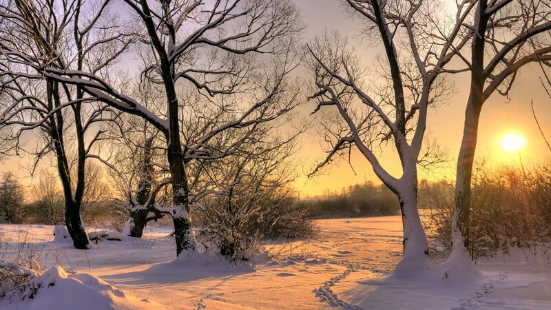 Snow-covered Trees at Sunset — Yellow, Serene, Photograph, Snow, Sun, Footprints