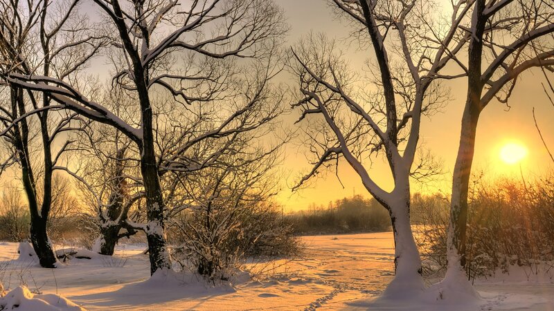 Snow-covered Trees at Sunset — Yellow, Serene, Photograph, Snow, Sun, Sky