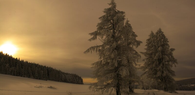 Snow-covered Trees at Sunset — Yellow, Serene, Photograph, Sun