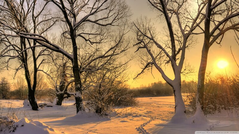 Snow-covered Trees at Sunset — Yellow, Serene, Photograph