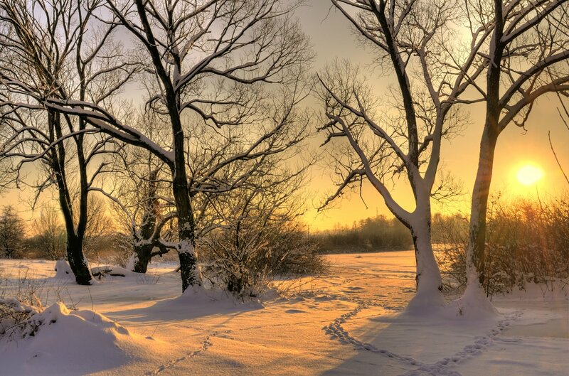 Snow-covered Trees at Sunset — Yellow, Serene