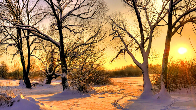 Snow-covered Trees at Sunset — Yellow