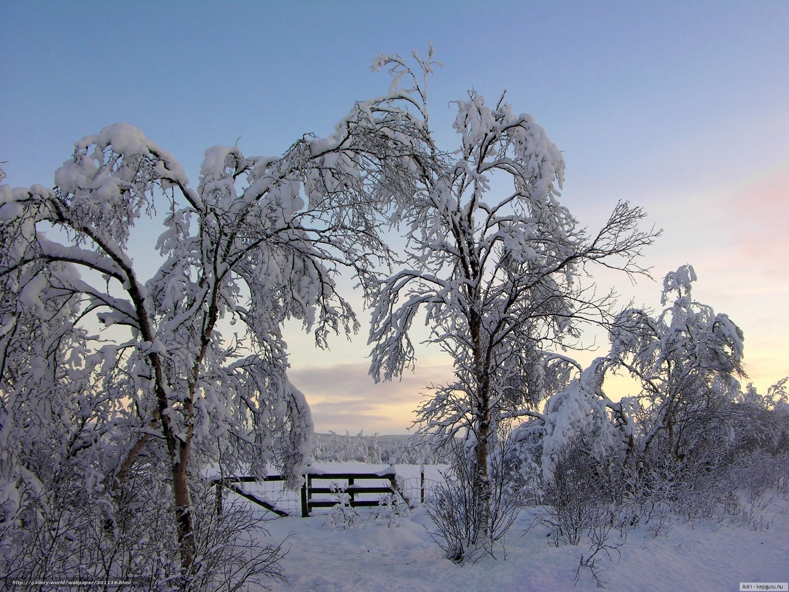 Snow-covered trees at sunset